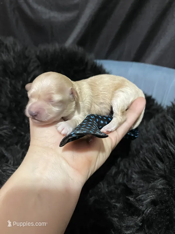 Maltipoo Boy 💙 – Maltipoo puppy for sale in Campbell, TX