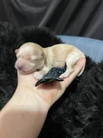 Maltipoo Boy 💙, a male Maltipoo for sale in Campbell, TX – 1 of 7