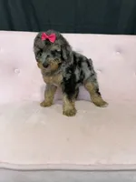 Akc Clear 🧬 Tested Blue Merle Phantom 🩷, a female Poodle - Miniature  for sale in Campbell, TX – 4 of 10