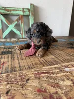 Akc Clear 🧬 Tested Blue Merle Phantom 💙, a male Poodle - Miniature  for sale in Campbell, TX – 10 of 10