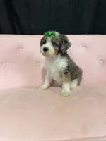 Akc Clear 🧬 Tested Blue Merle Phantom Parti 🩷, a female Poodle - Miniature  for sale in Campbell, TX – 1 of 10
