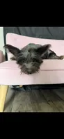 Blue Merle Yorkie Jolie 🩷, a female Yorkshire Terrier for sale in Campbell, TX – 5 of 9