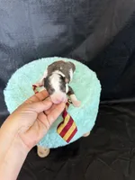 Akc Clear 🧬 tested Blue Merle Parti Gold Tie, a male Poodle - Miniature  for sale in Campbell, TX – 3 of 10
