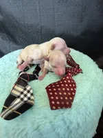 Cali’s Maltipoo! Red Tie, a male Maltipoo for sale in Campbell, TX – 3 of 6
