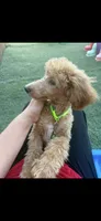 Akc Clear 🧬 Tested Red Phantom bb 💙- Small Moyen, a male Poodle - Standard  for sale in Campbell, TX – 2 of 10