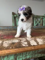 Akc Clear 🧬 Tested Blue Merle Phantom Parti Partial Blue eye, a female Poodle - Miniature  for sale in Campbell, TX – 6 of 10