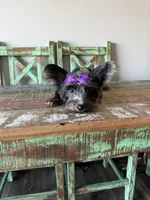 Blue Merle Yorkie Jolie 🩷, a female Yorkshire Terrier for sale in Campbell, TX – 5 of 10