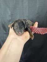 Akc Clear Blue Merle Phantom Boy 💙, a male Poodle - Miniature  for sale in Campbell, TX – 2 of 6
