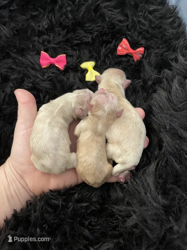 Maltipoo Girls! 3 available! , a female Maltipoo for sale in Campbell, TX – 1 of 10