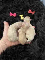 Maltipoo Girls! 3 available! , a female Maltipoo for sale in Campbell, TX – 1 of 10