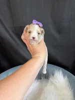 Maltipoo! Purple Bow 💜, a female Maltipoo for sale in Campbell, TX – 8 of 10