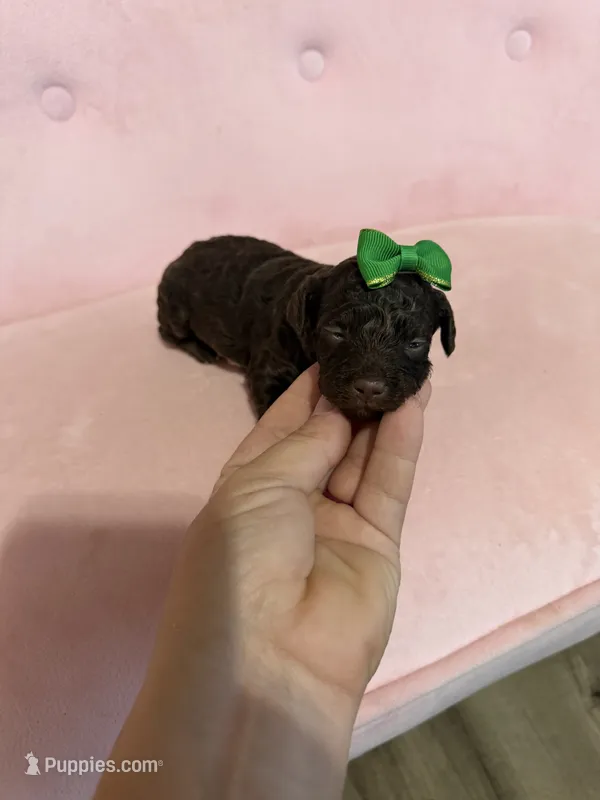 Akc Clear 🧬 tested Chocolate Phantom 🩷 – Poodle - Miniature  puppy for sale in Campbell, TX