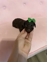 Akc Clear 🧬 tested Chocolate Phantom 🩷, a female Poodle - Miniature  for sale in Campbell, TX – 1 of 10