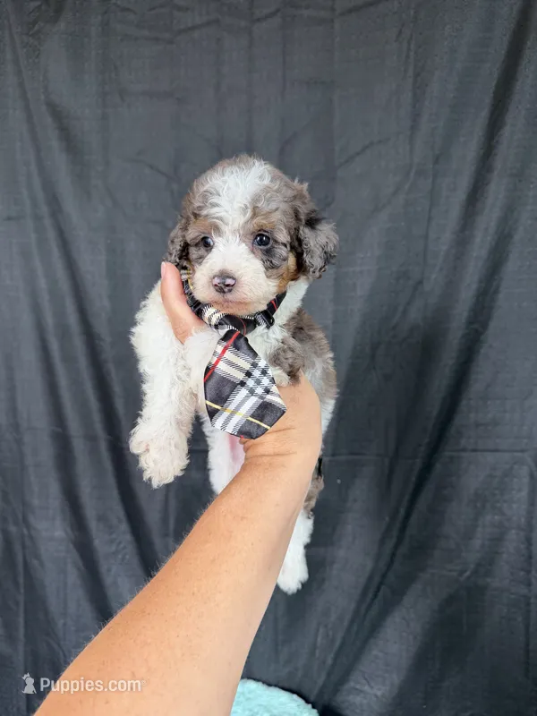Akc Clear 🧬 tested Blue Merle Parti Stripes Tie – Poodle - Miniature  puppy for sale in Campbell, TX