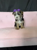 Sweet Parti Girl, a female Yorkshire Terrier for sale in Campbell, TX – 8 of 10
