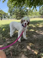 Akc Clear 🧬 Tested Chocolate Phantom Parti, a female Poodle - Miniature  for sale in Campbell, TX – 5 of 10