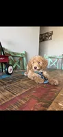 Meet Ollie! Akc Clear 🧬 At/At Ky/Ky b/b e/e N/S, a male Poodle - Miniature  for sale in Campbell, TX – 9 of 10