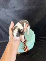 Akc Clear 🧬 tested Blue Merle Parti Gold Tie, a male Poodle - Miniature  for sale in Campbell, TX – 6 of 10