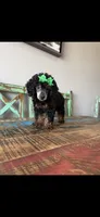 Akc Clear 🧬 Black Phantom Small Mini 🩷, a female Poodle - Miniature  for sale in Campbell, TX – 7 of 9