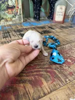 Cali’s Apricot Maltipoo Blue Tie, a male Maltipoo for sale in Campbell, TX – 7 of 10