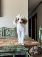 Akc Clear 🧬 Tested Chocolate Phantom Parti 🩷, a female Poodle - Miniature  for sale in Campbell, TX – 2 of 10