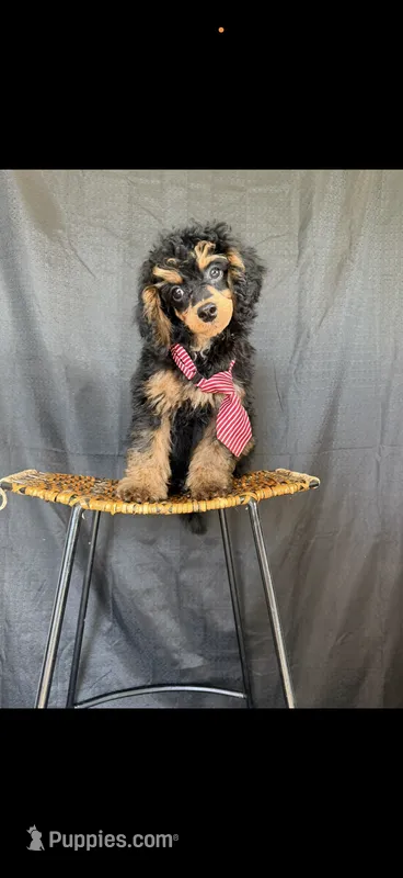 Akc Clear 🧬 Tested Clear Boy 💙 – Poodle - Miniature  puppy for sale in Campbell, TX