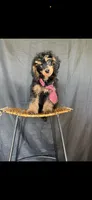 Akc Clear 🧬 Tested Clear Boy 💙, a male Poodle - Miniature  for sale in Campbell, TX – 1 of 10