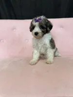 Akc Clear 🧬 Tested Blue Merle Phantom Parti, a female Poodle - Miniature  for sale in Campbell, TX – 10 of 10