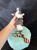 Akc Clear 🧬 tested Blue Merle Parti Gold Tie, a male Poodle - Miniature  for sale in Campbell, TX – 10 of 10