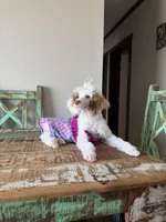 Akc Clear 🧬 Tested Chocolate Phantom Parti 🩷, a female Poodle - Miniature  for sale in Campbell, TX – 10 of 10