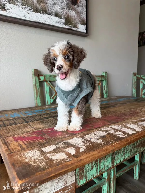 Akc Clear 🧬 Tested Blue Merle Phantom Parti- Carries Brown – Poodle - Miniature  puppy for sale in Campbell, TX