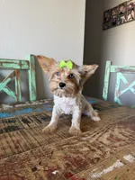 Merle Girl Pickle, a female Yorkshire Terrier for sale in Campbell, TX – 9 of 10