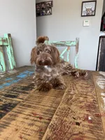 KB Chocolate Yorkie Girl Cocobean, a female Yorkshire Terrier for sale in Campbell, TX – 4 of 10