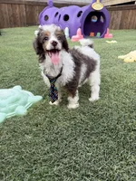 Akc Clear 🧬 Tested Blue Merle Phantom Parti Boy- Carries Brown, a male Poodle - Miniature  for sale in Campbell, TX – 3 of 10