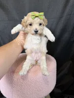Barbies only Maltipoo Girl! Green Bow 💚, a female Maltipoo for sale in Campbell, TX – 6 of 9