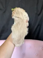 Barbies only Maltipoo Girl! Green Bow 💚, a female Maltipoo for sale in Campbell, TX – 4 of 9
