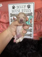 Maltipoo! Girl! Turquoise Bow! 💚, a female Maltipoo for sale in Campbell, TX – 7 of 7