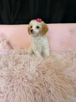Akc Clear 🧬 Tested Chocolate Phantom Parti 🩷, a female Poodle - Miniature  for sale in Campbell, TX – 3 of 10