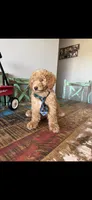 Meet Ollie! Akc Clear 🧬 At/At Ky/Ky b/b e/e N/S, a male Poodle - Miniature  for sale in Campbell, TX – 2 of 10