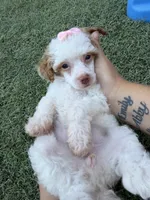 Akc Clear 🧬 Tested Chocolate Phantom Parti , a female Poodle - Miniature  for sale in Campbell, TX – 3 of 10
