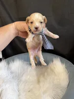 Maltipoo Boy! Blue Tie 💙, a male Maltipoo for sale in Campbell, TX – 3 of 10
