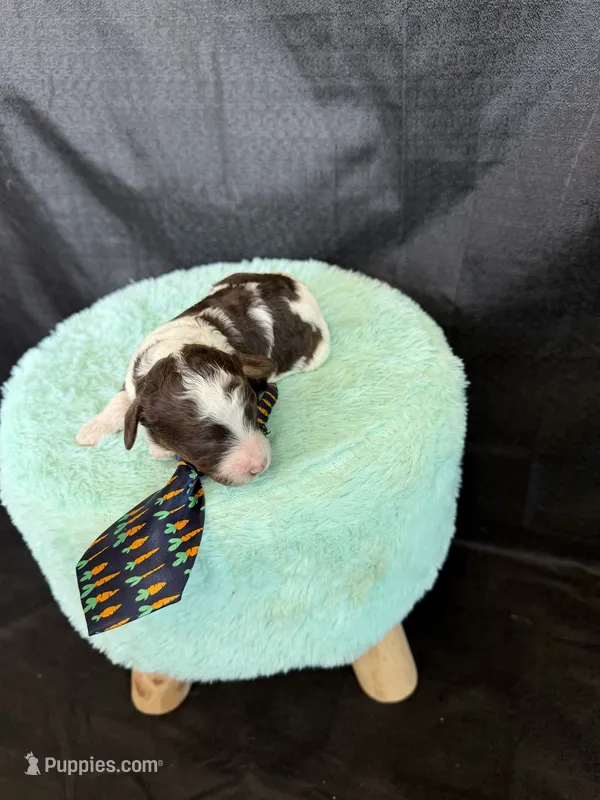 Akc Clear 🧬 Chocolate Phantom Parti Boy – Poodle - Miniature  puppy for sale in Campbell, TX
