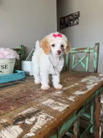 Akc Clear 🧬 Tested Chocolate Phantom Parti 🩷, a female Poodle - Toy  for sale in Campbell, TX – 7 of 10