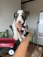 Akc Clear 🧬 tested Blue Merle Parti Stripes Tie, a male Poodle - Miniature  for sale in Campbell, TX – 7 of 10