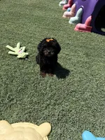 Akc Clear 🧬 Black Phantom Girl 🩷, a female Poodle - Miniature  for sale in Campbell, TX – 6 of 10
