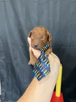 Akc Red Toy Poodle Boy Blue Tie, a male Poodle - Toy  for sale in Campbell, TX – 7 of 9