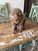 Akc Clear 🧬 Tested Chocolate Merle Phantom 💙, a male Poodle - Miniature  for sale in Campbell, TX – 9 of 10
