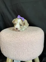 Maltipoo! Purple Bow 💜, a female Maltipoo for sale in Campbell, TX – 5 of 10