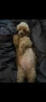 Maltipoo! Girl! Yellow bow! 💛, a female Maltipoo for sale in Campbell, TX – 10 of 10