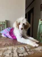 Akc Clear 🧬 Tested Chocolate Phantom Parti 🩷, a female Poodle - Miniature  for sale in Campbell, TX – 3 of 10